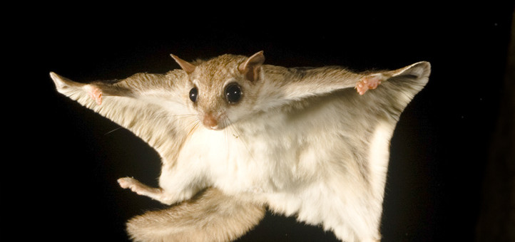 FlyingSquirrel1