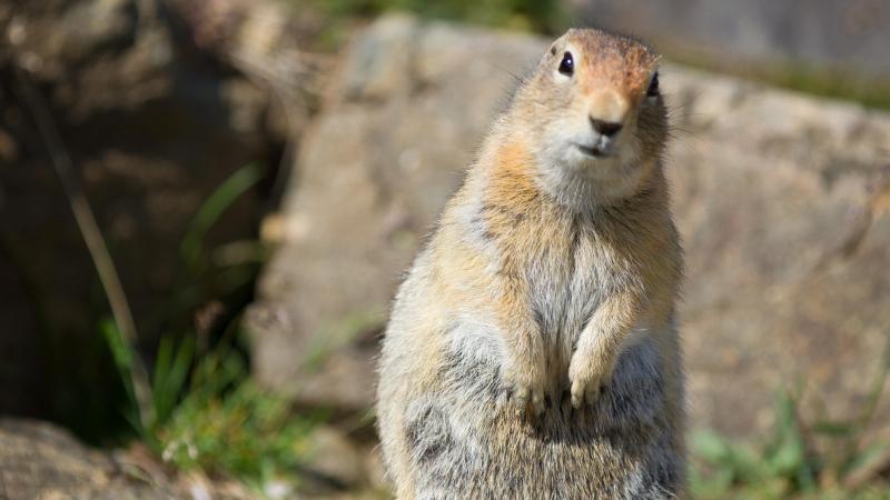 GroundSquirrel1