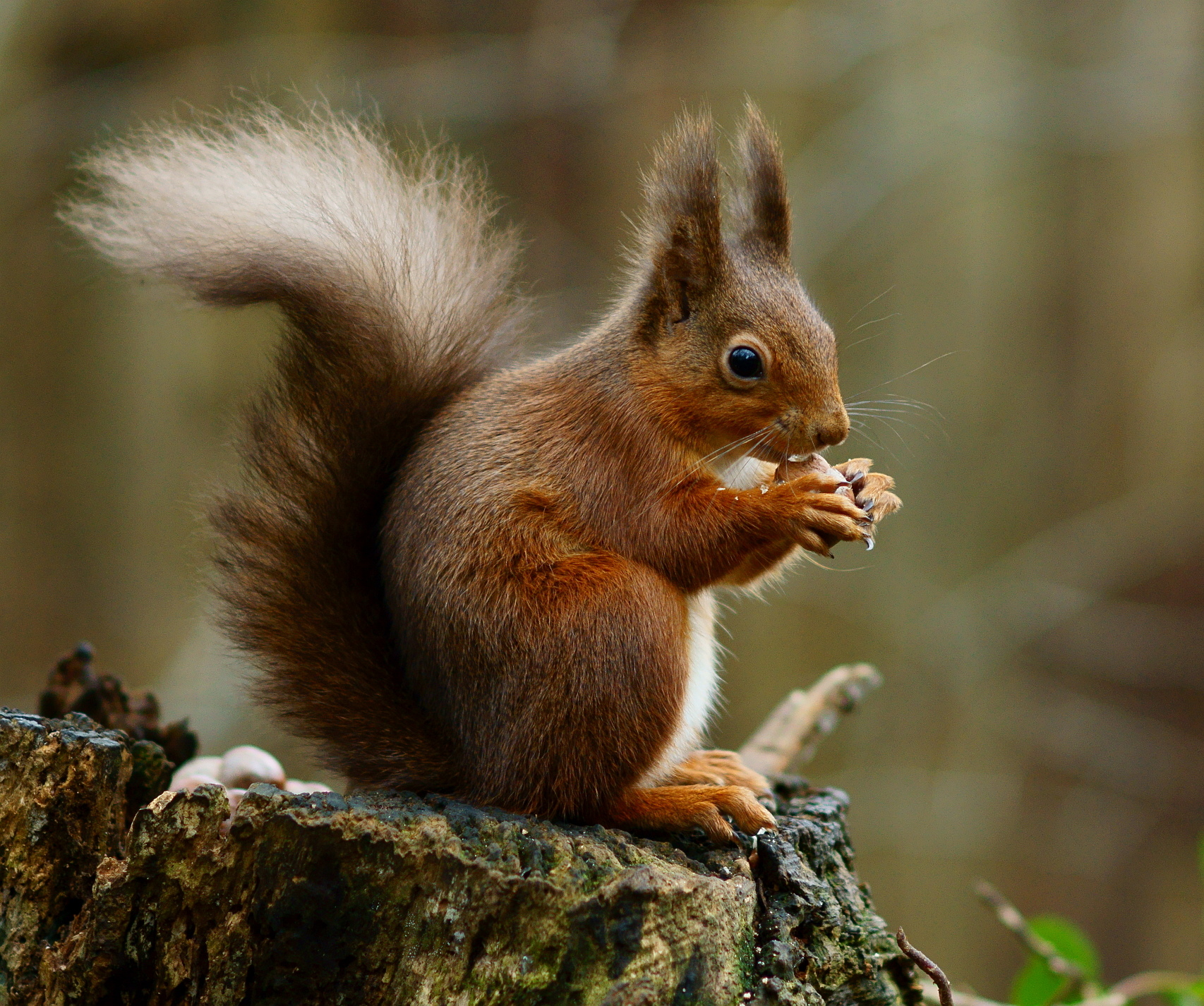 RedSquirrel1