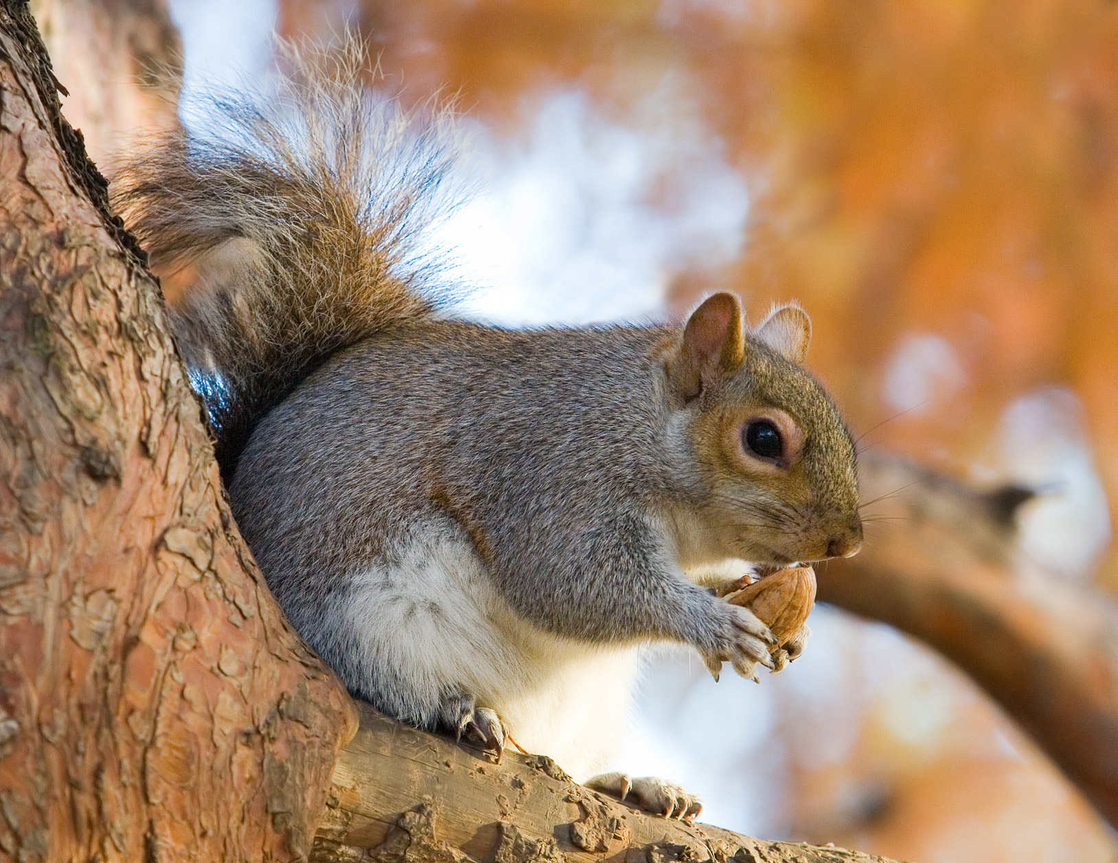 TreeSquirrel1